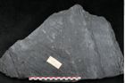 Foto (Detailansicht) von Sigillaria subrotunda Brongniart (NHMW-GEO-2024-0188-11232)
